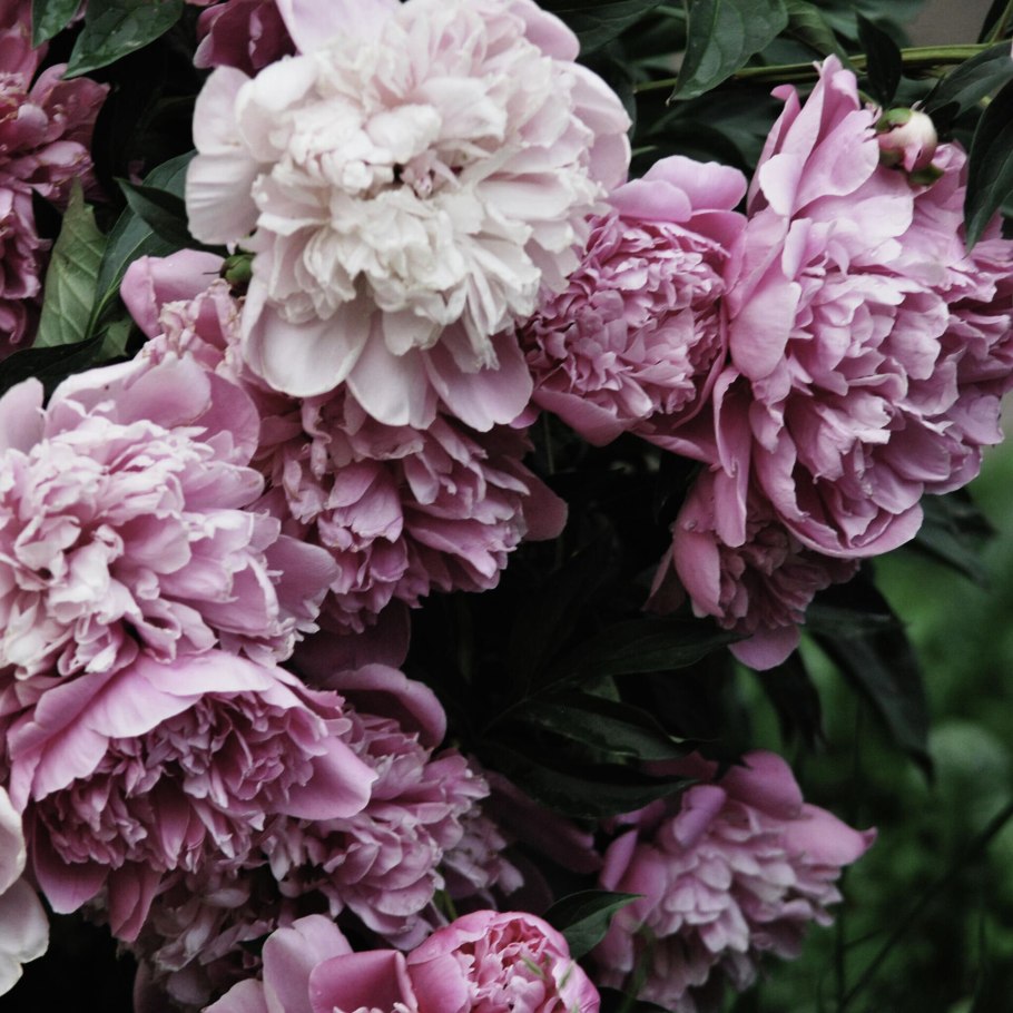 Пион молочноцветковый Мистер Эд