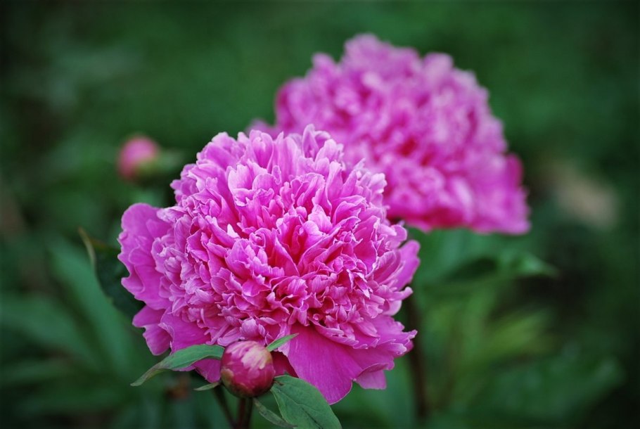 Пион Говард Уоткинс