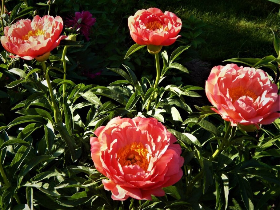 Пион молочноцветковый сорбет