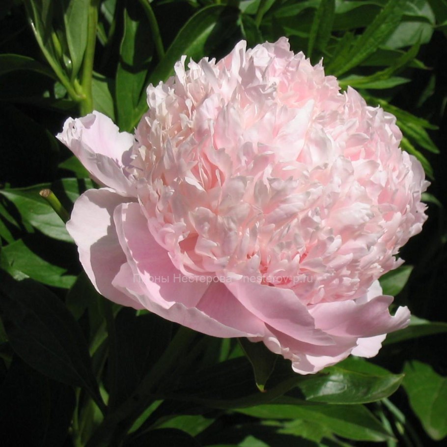 Пион миссис Эдлунд