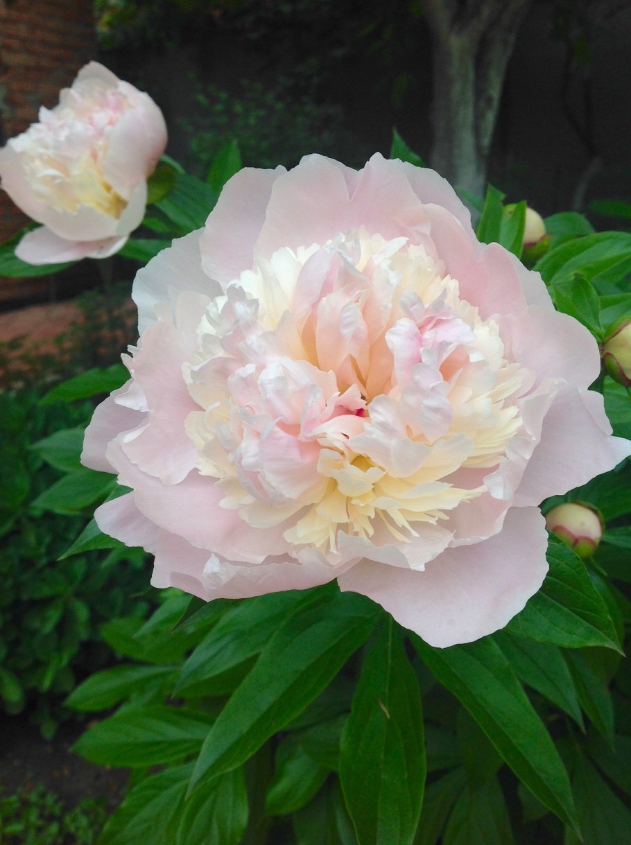 Пион Маршал Макмаон