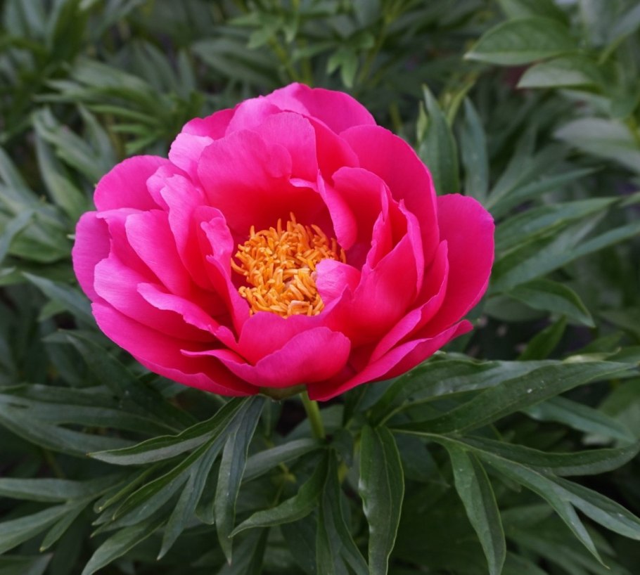 Садовые цветы пионы