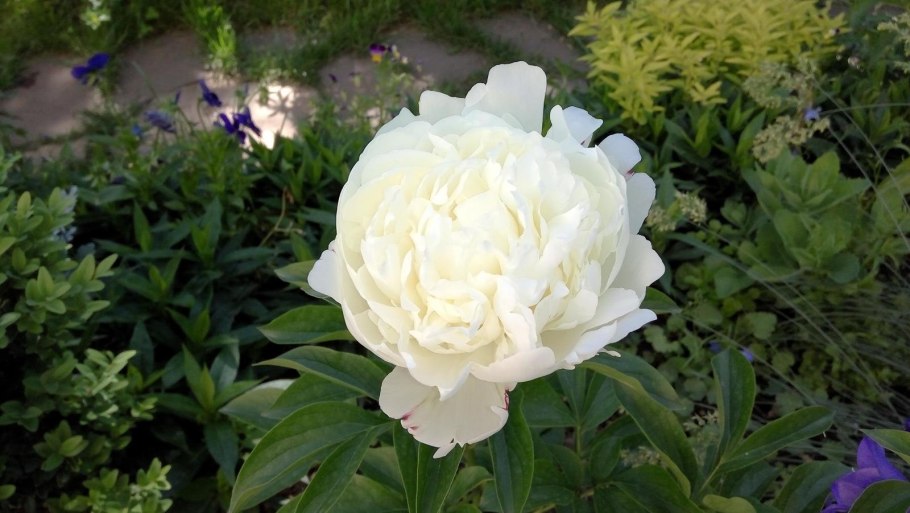 Пион Чарльз Берджесс