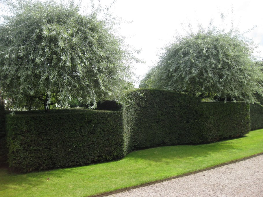 Taxus baccata Версаль