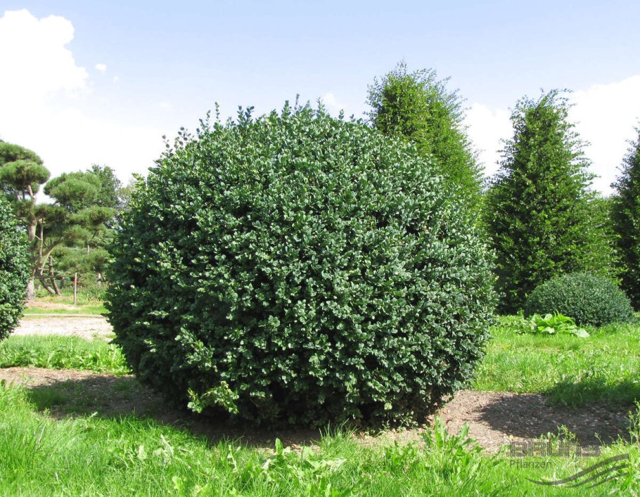 Самшит вечнозеленый Buxus sempervirens