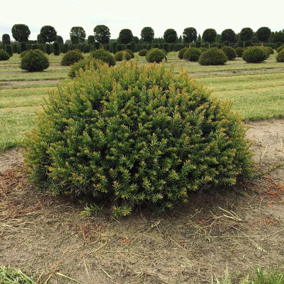 Taxus baccata 'Micro'