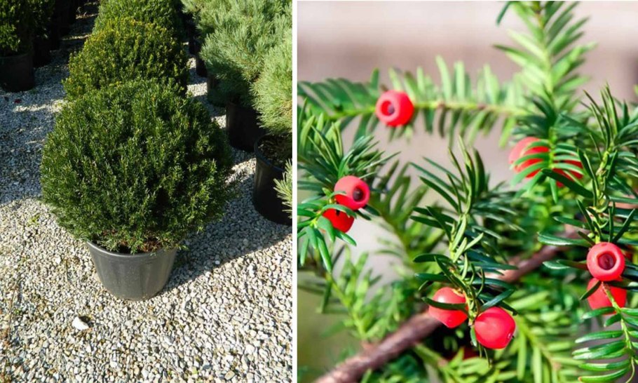 Тисс Taxus baccata Tymon