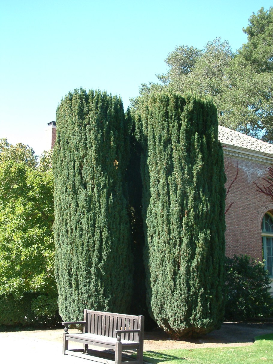 Тис ягодный (Taxus baccata elegantissima)