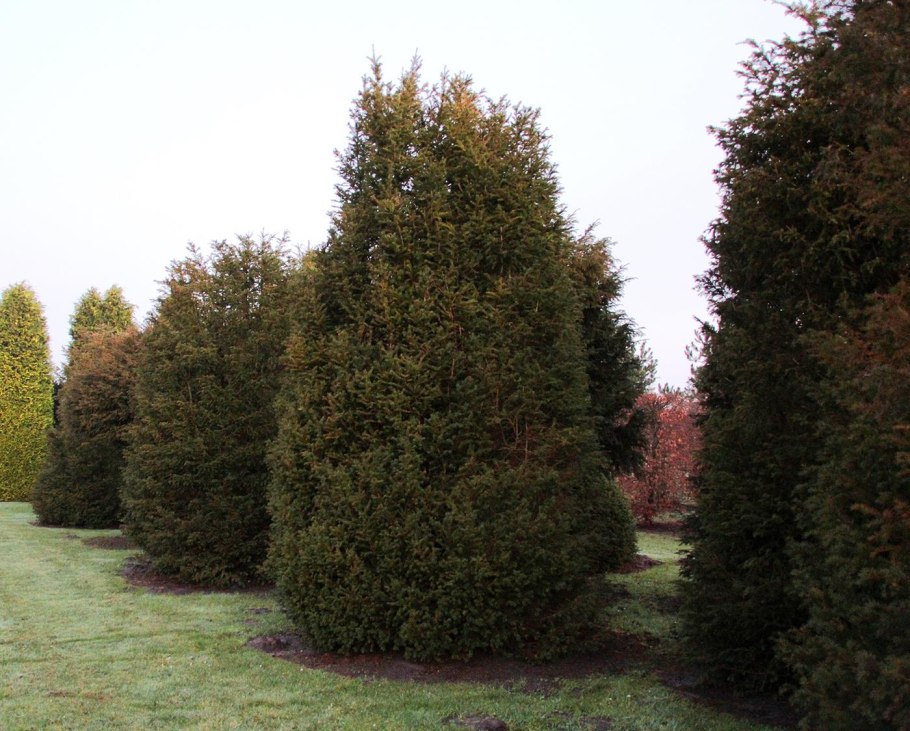 Тис ягодный изгородь