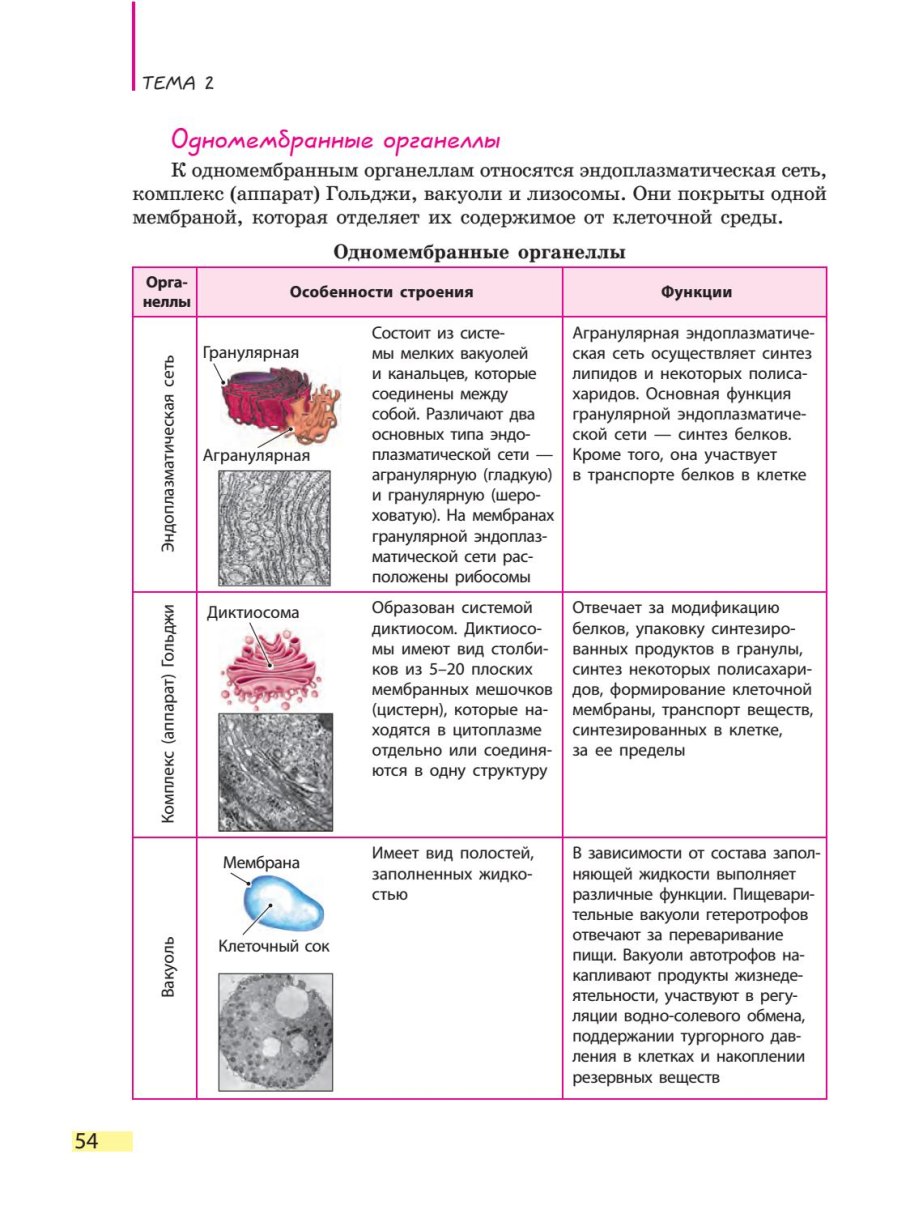 органоиды раст клетки таблица фото 12