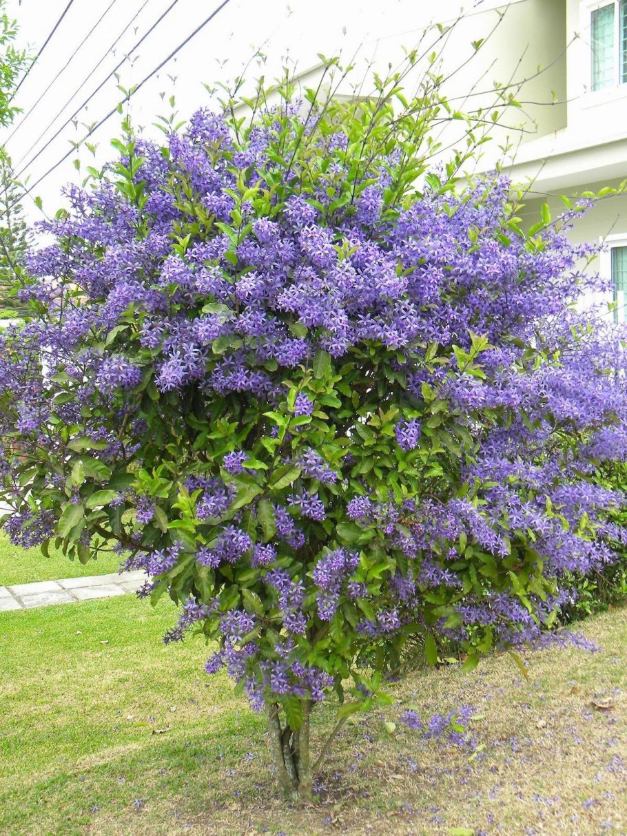 Кустарник Ромеро