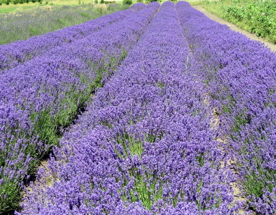 Дельфиниум живокость