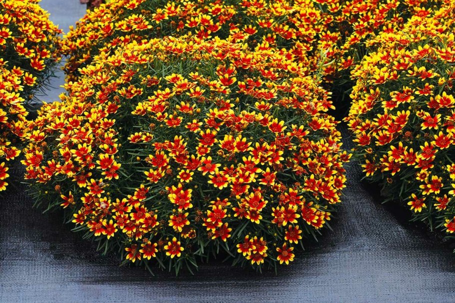 Кореопсис Санбурст ланцетовидный