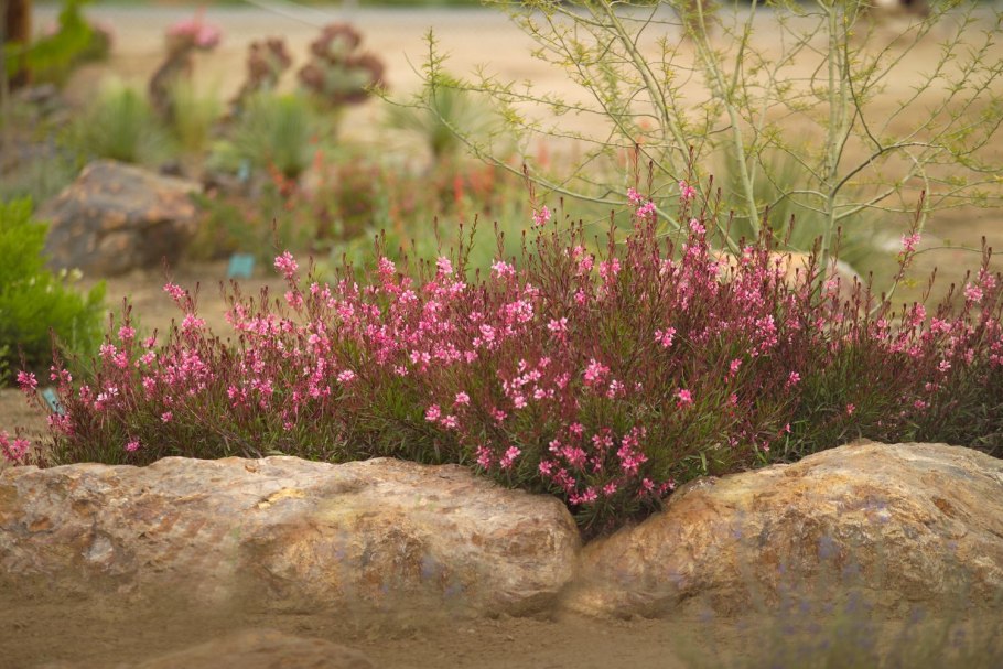 Гаура Линдхеймера Siskiyou Pink