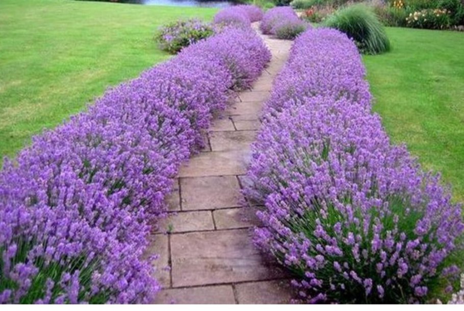 Вероника колосистая Хайдекинд