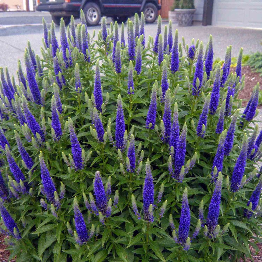 Вероника колосистая - Veronica spicata