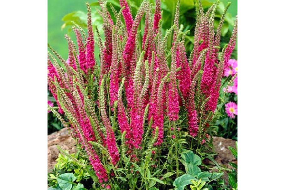 Veronica spicata Rotfuchs