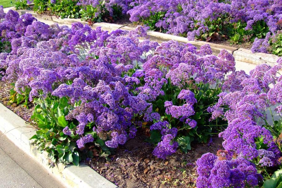 Цветок кермек лимониум