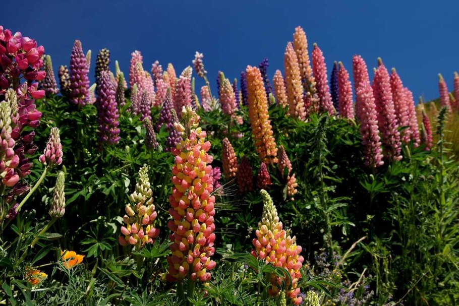 Люпин многолистный