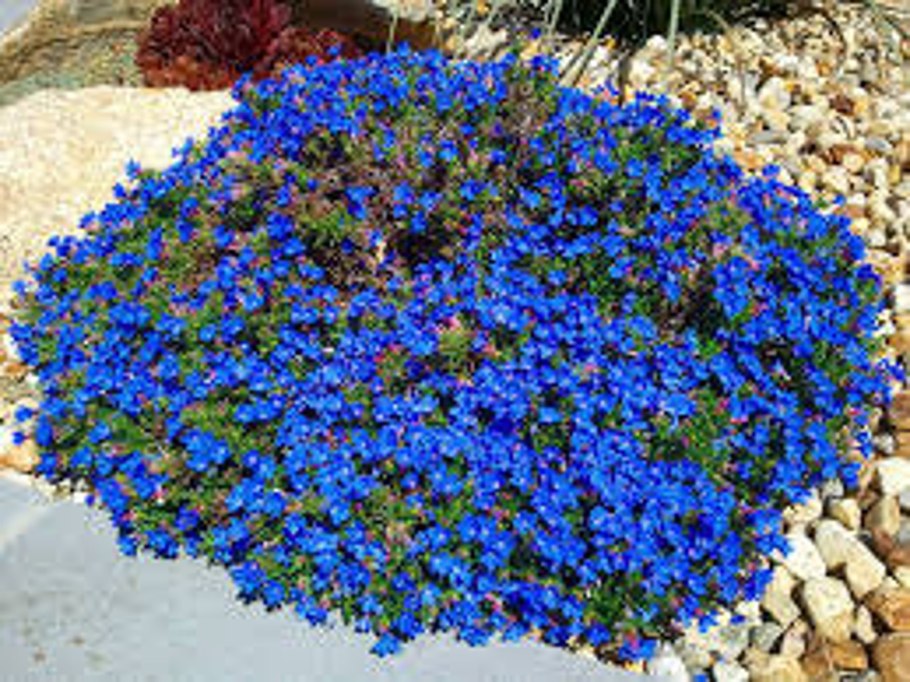 Обриета Cascade Blue