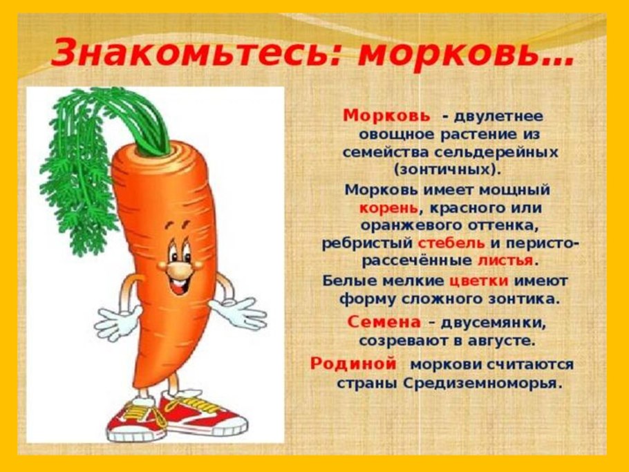 Описание моркови