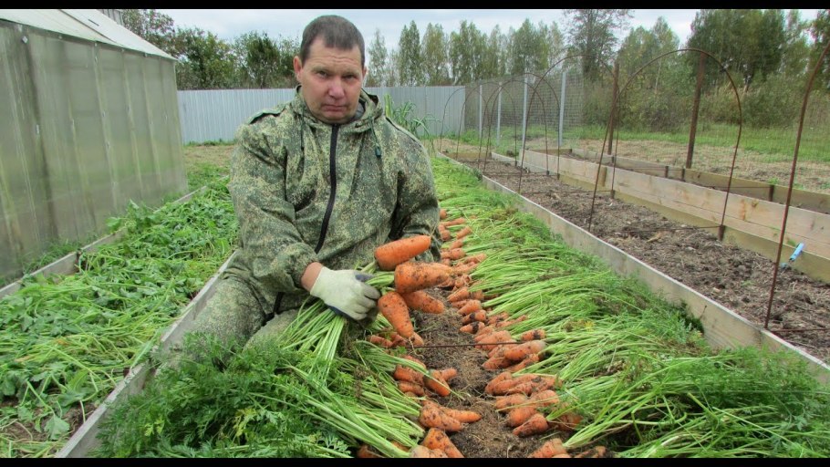 Морковь первый сбор