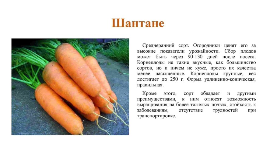 Морковь с повышенным содержанием каротина