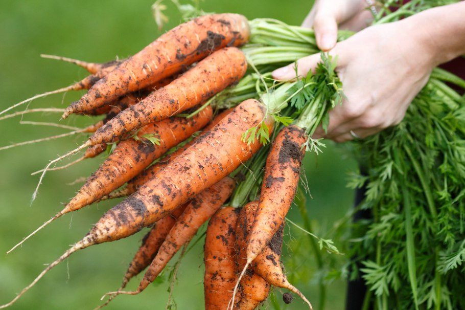 Схема подкормок овощных культур таблица