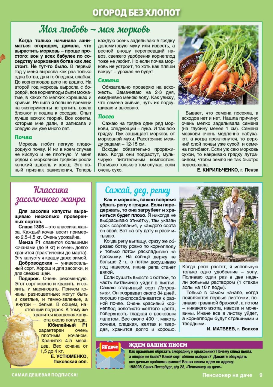 Ботва моркови в грядке