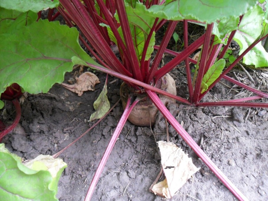 Период вегетации растений таблица