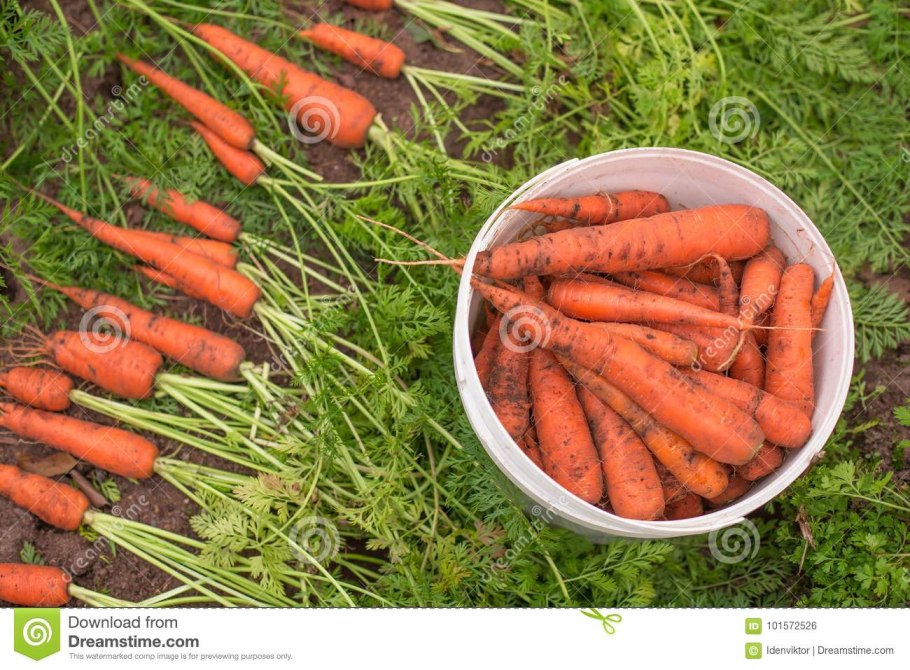 Выкапывание моркови