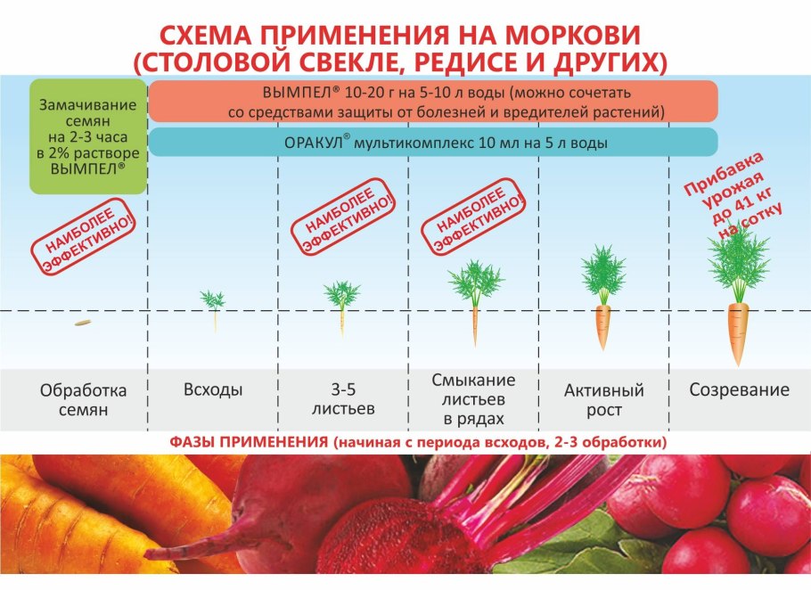 Морковь в руке