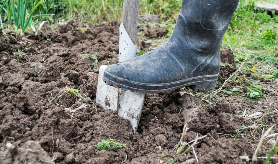 Полив грядок с морковью