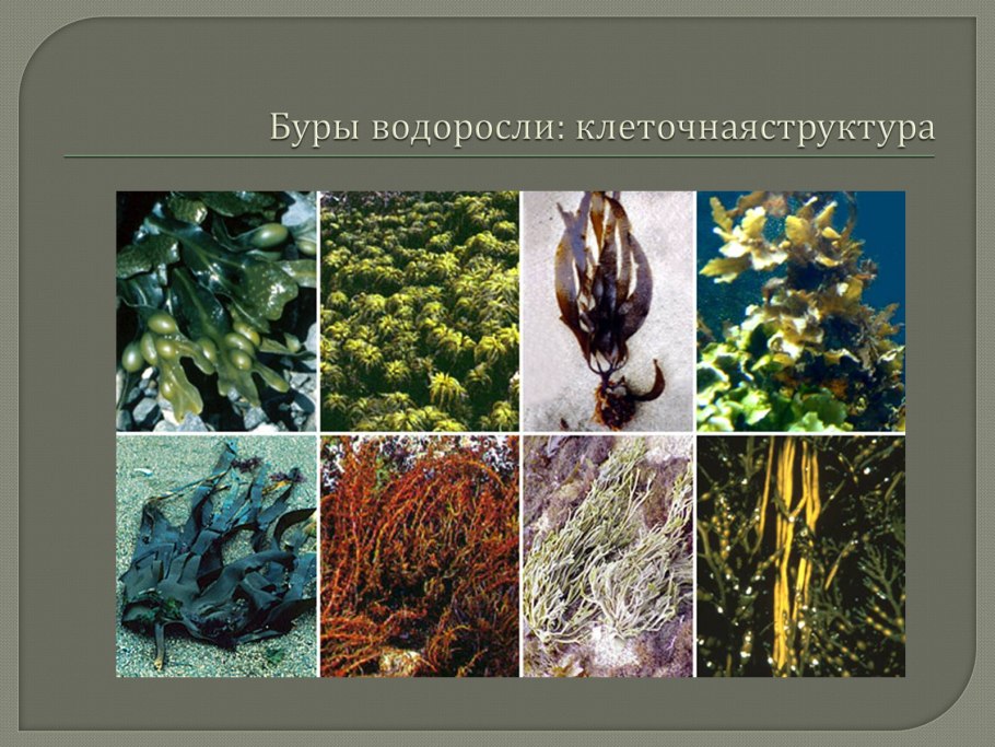 Бурые водоросли водоросли представители
