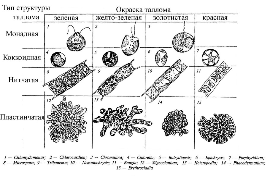 Класс Ульвофициевые водоросли