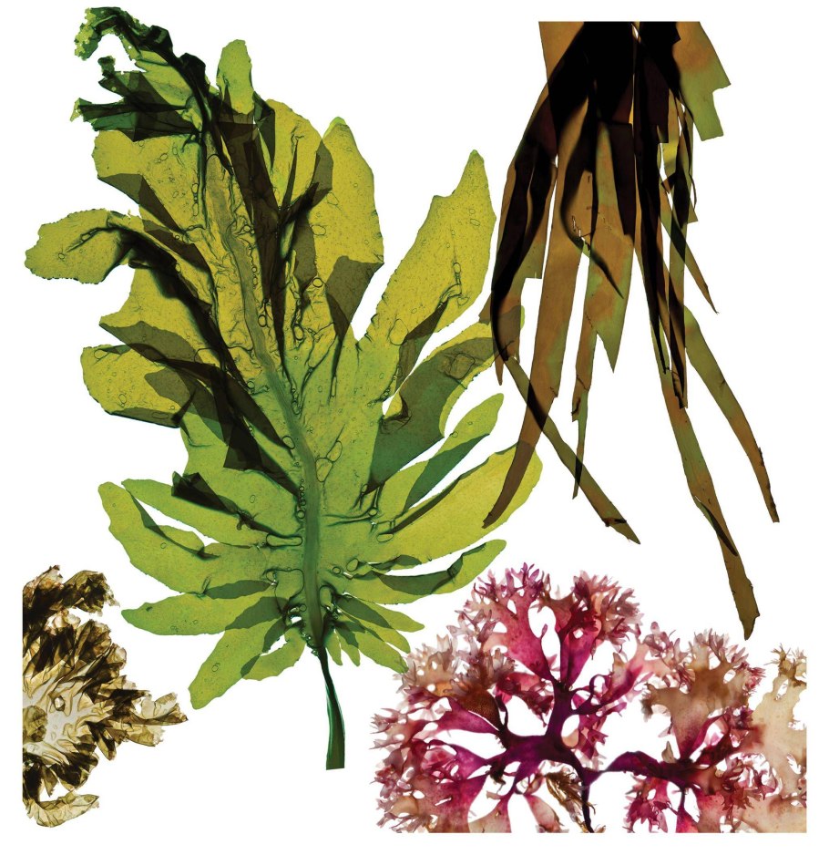 Yellow Seaweed
