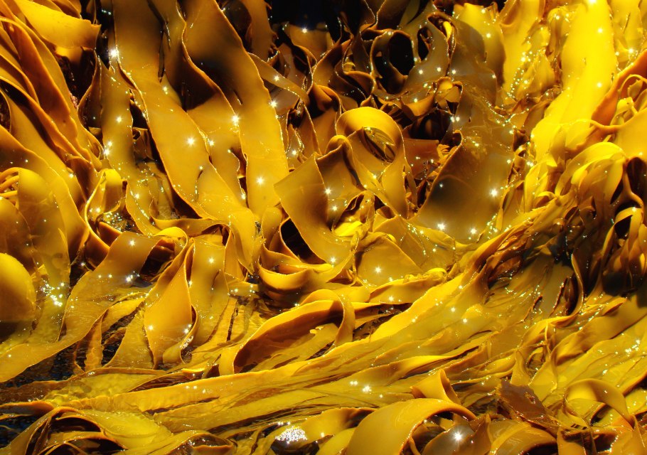 Бурые водоросли (Phaeophyta)