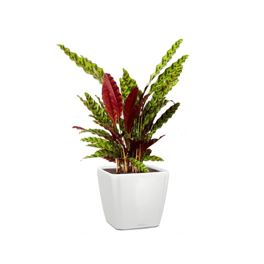 Calathea Лансифолия