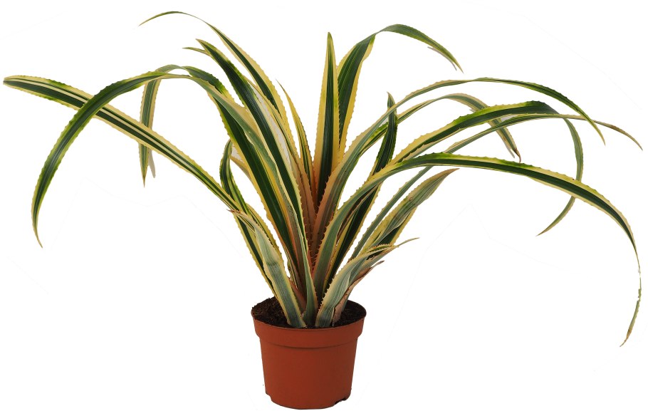 Леруа Мерлен ананас