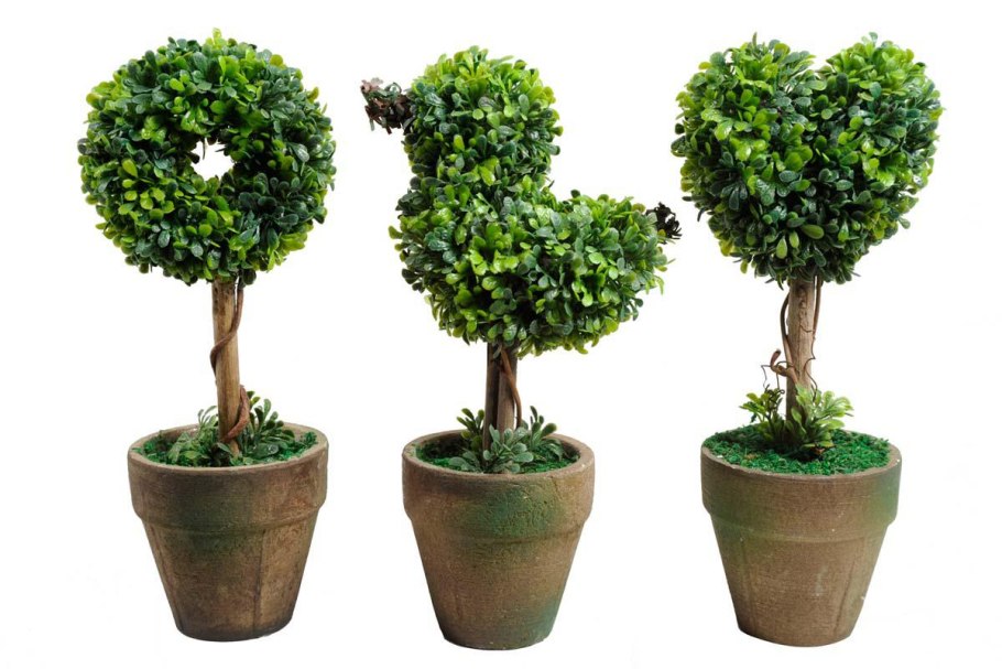 Железное дерево самшит