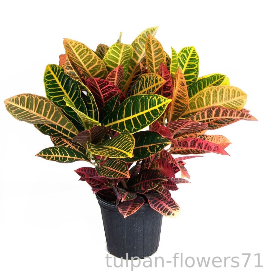 Кодиеум Кротон пестрый