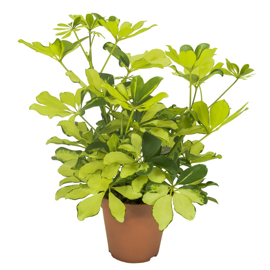 Шеффлера древесная