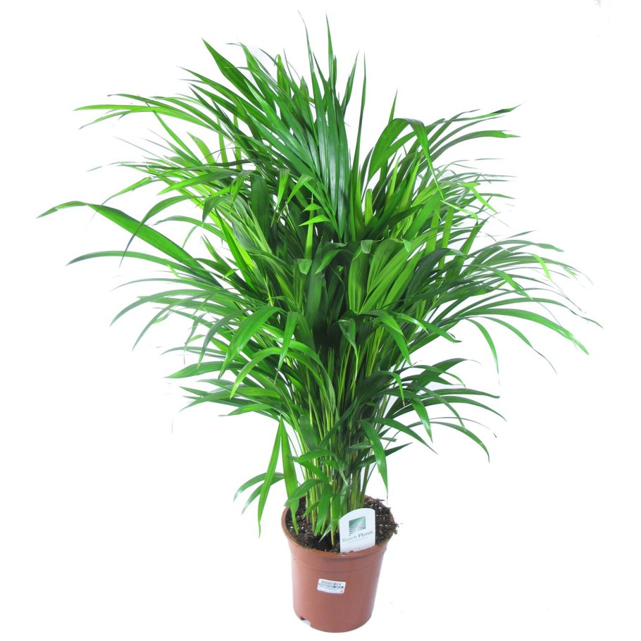 Арека Хризалидокарпус