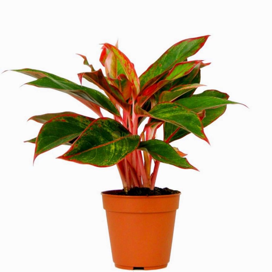 Аглаонема Люкс микс