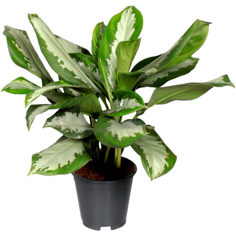 Аглаонема Джубили компакта