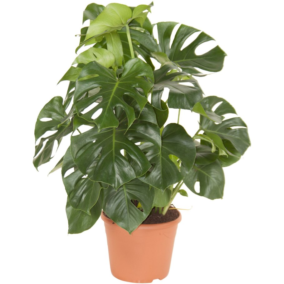 Монстера Делициоза (Monstera deliciosa)