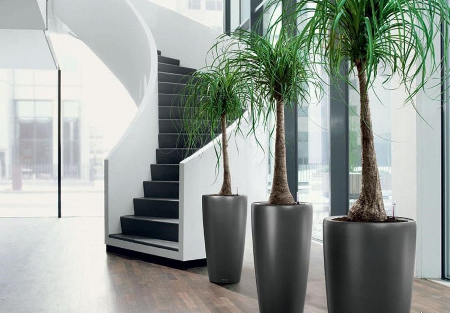 Высокие комнатные растения