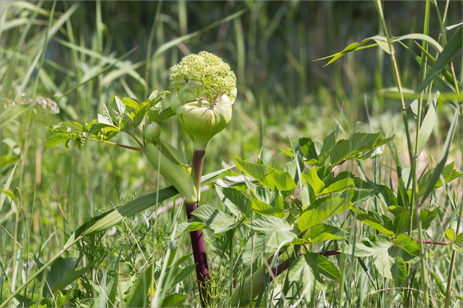 Дудник зонтичные