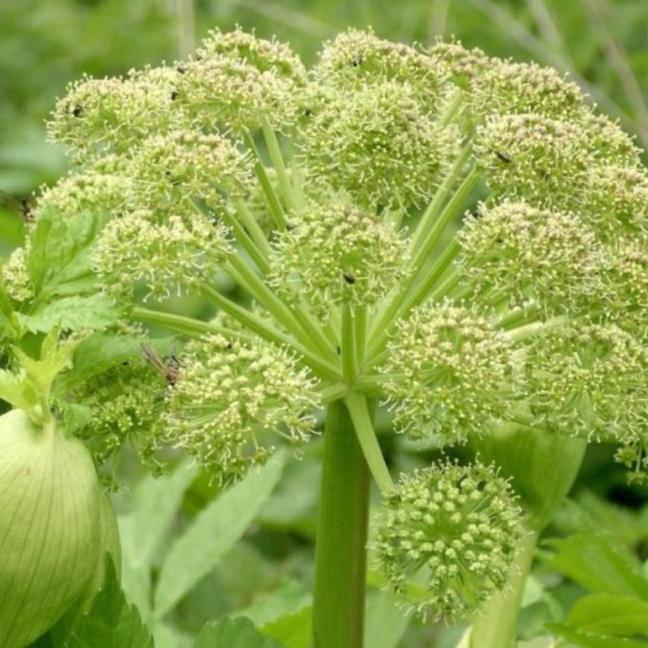 Донг Квай (Angelica sinensis)