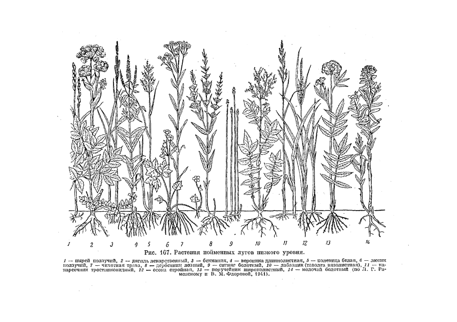 Дягиль медонос